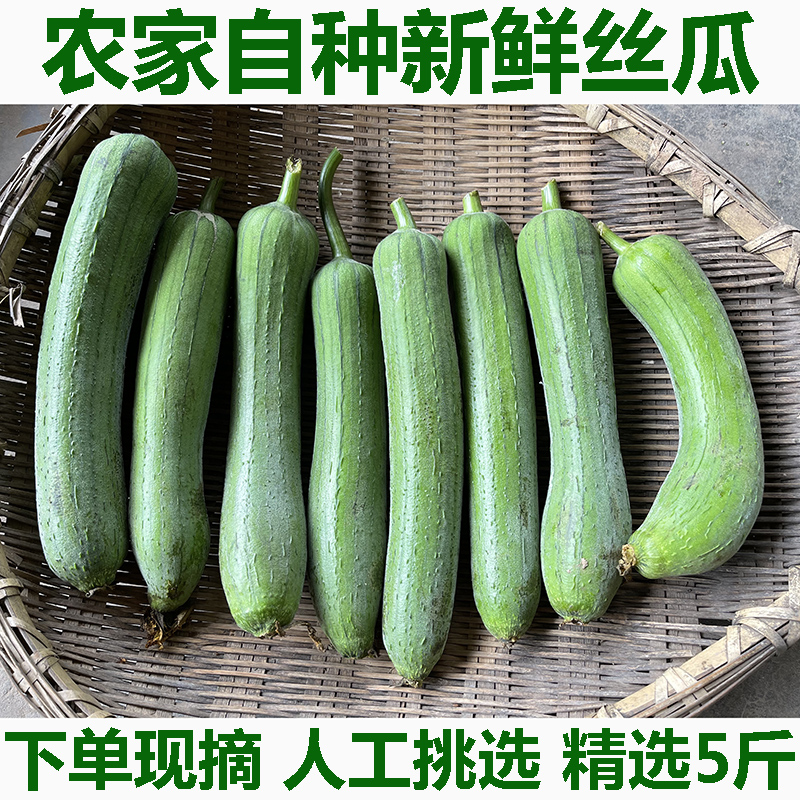 现摘现发湖北新鲜丝瓜牛奶香丝瓜短胖肉丝瓜绿角瓜现摘孕妇下奶