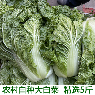 农家自种大白菜青菜绿叶菜白菜新鲜软叶白菜新鲜青杂散叶白菜叶