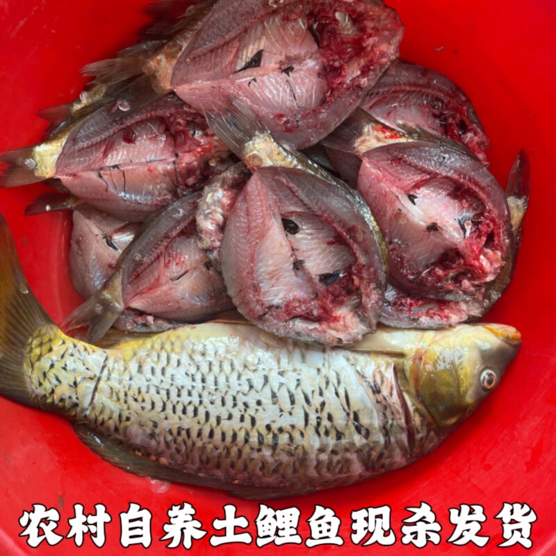 农家鱼塘鲤鱼小土鲤鱼