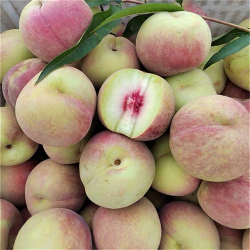 湖北宜昌土特产长阳脆蜜桃白花桃甜青桃非鹰嘴桃孕妇新鲜水果现摘