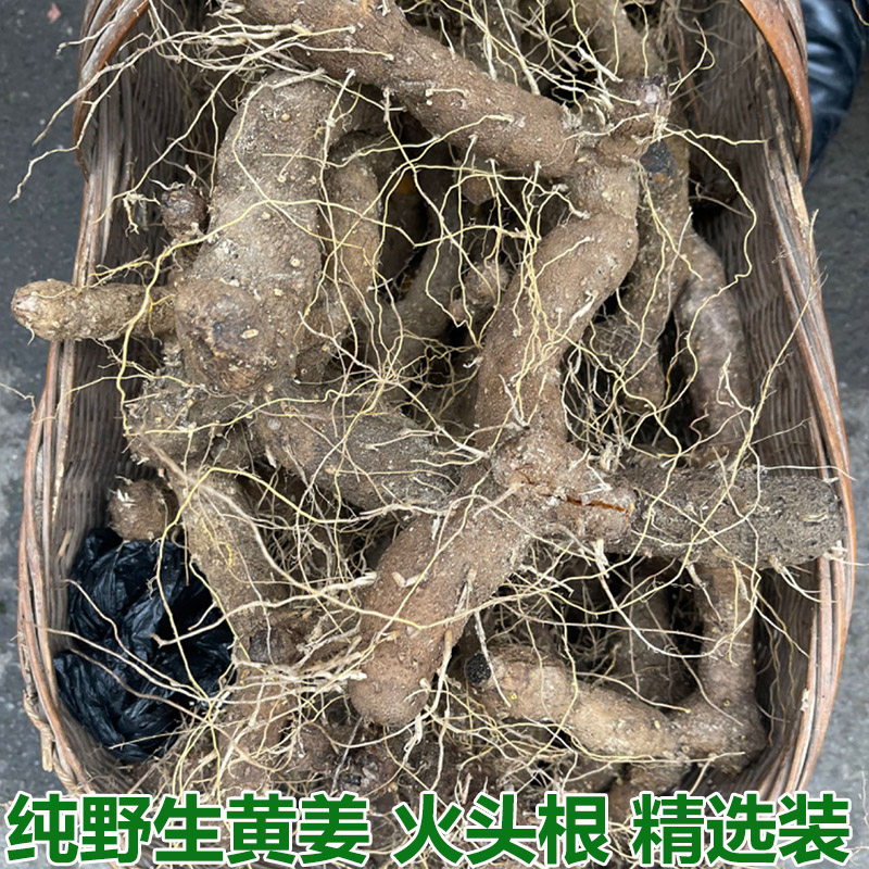 野黄姜火藤根黄姜种盾叶薯蓣