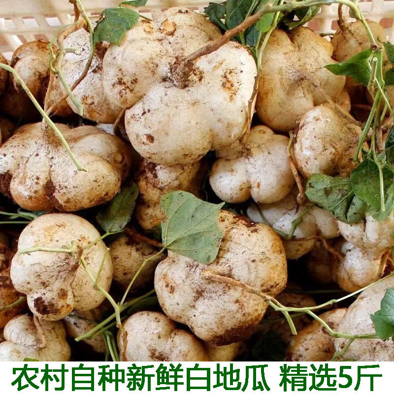 湖北宜昌现挖凉薯新鲜土瓜农家白地瓜沙葛根番薯5斤包邮