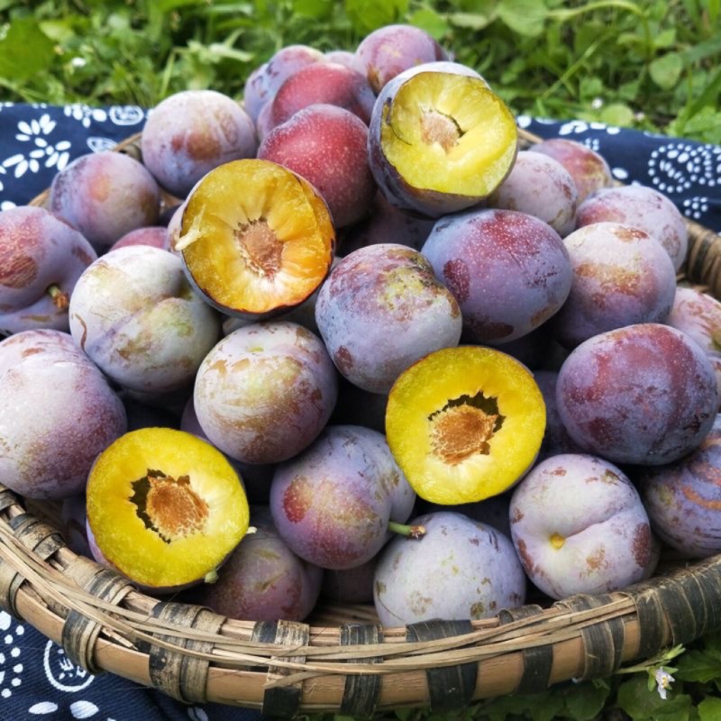 新鲜脆红李新鲜水果脱骨李子茵青红脆李甜孕妇蜂糖李精选装包邮