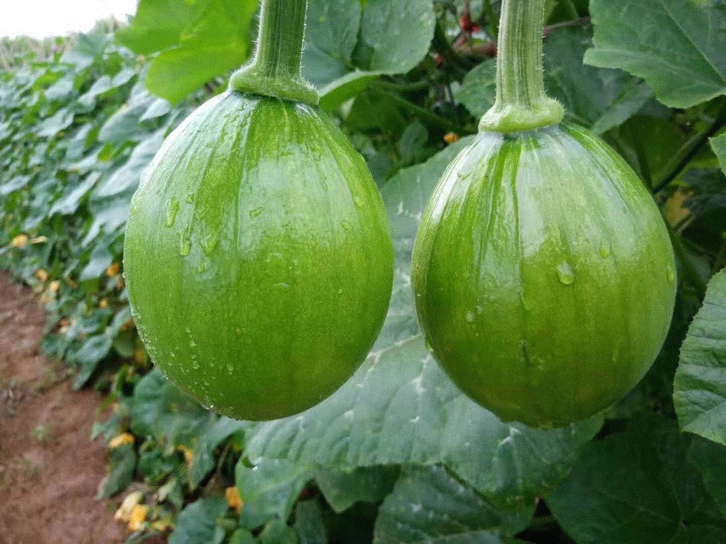 湖北农家自种蔬菜小南瓜青南瓜仔青皮南瓜绿皮小南瓜青皮嫩南瓜应