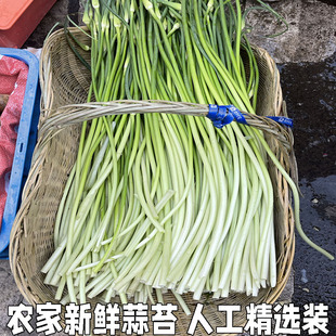 年新鲜现摘蒜苔农家自种蒜毫应季蔬菜青菜蒜苗蒜薹整箱