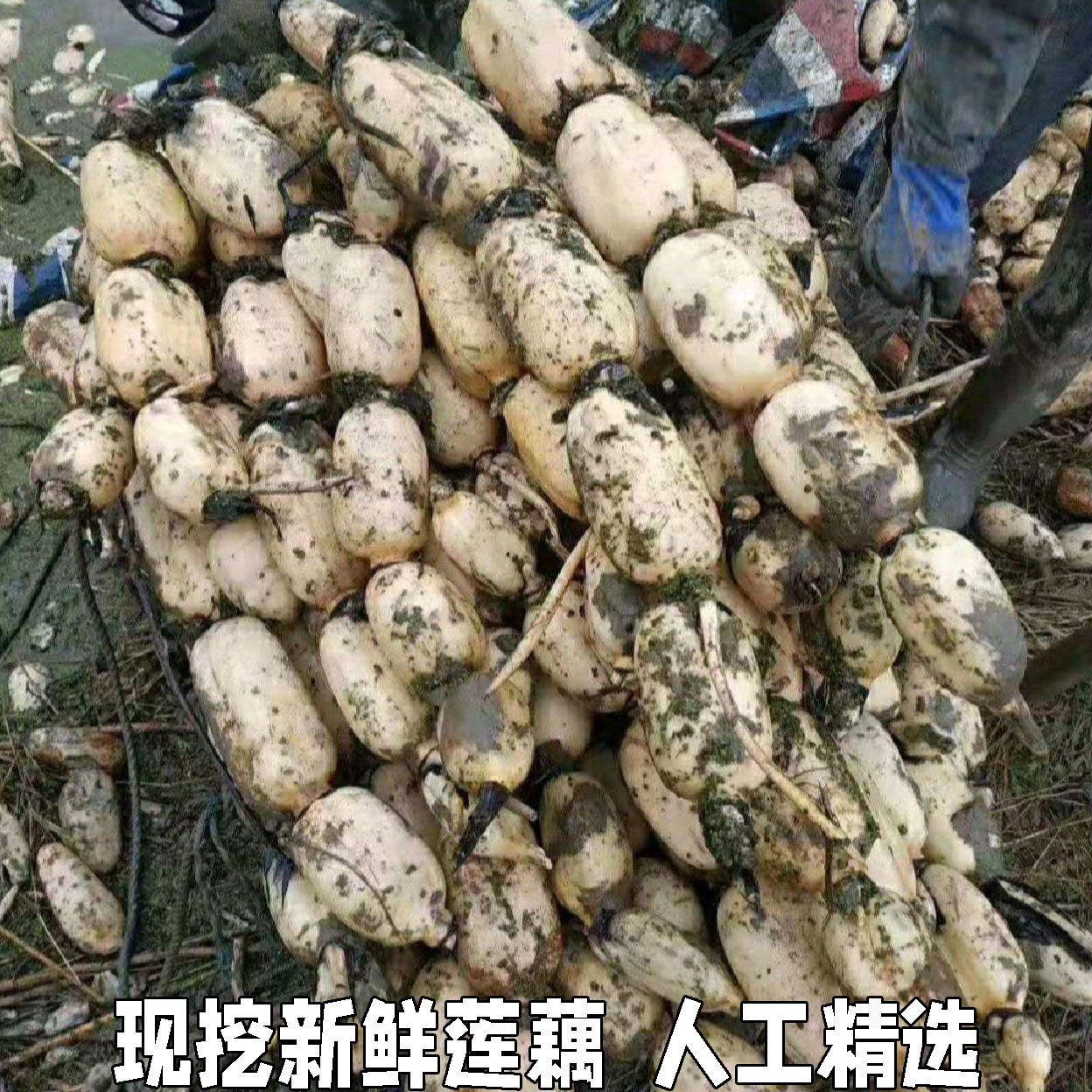 脆莲藕新鲜煲汤脆藕湖北特产面藕现挖带泥巴藕凉拌现挖包邮