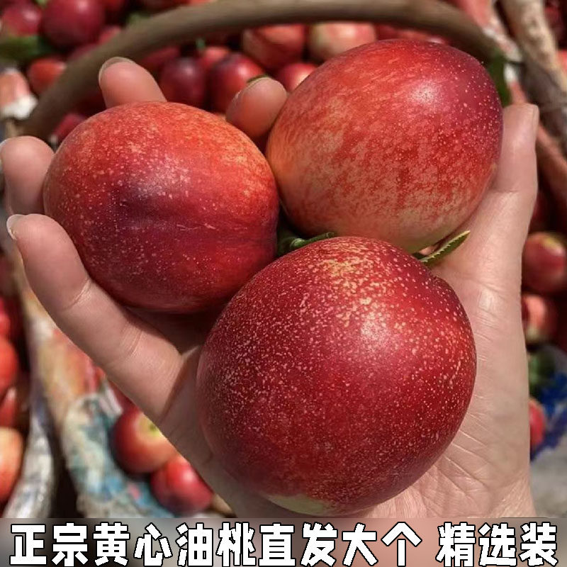 黄心油桃应季大桃子新鲜水果当季水密桃整箱孕妇蜜脆桃坏包赔包邮