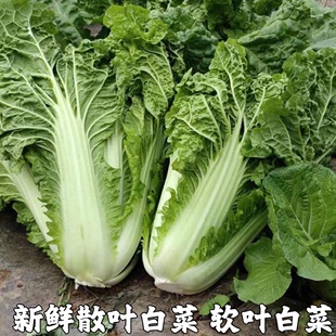 散叶白菜新鲜湖北本地青菜绿叶菜叶类菜白菜新先软叶白菜农家自种
