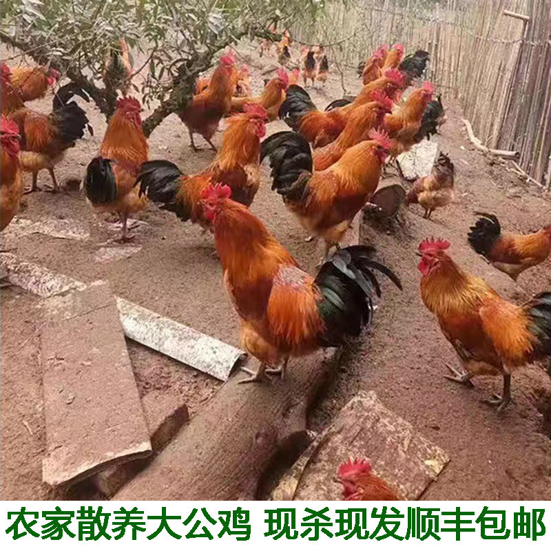 农村土鸡散养新鲜整只