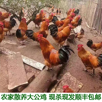 农村土鸡散养新鲜整只