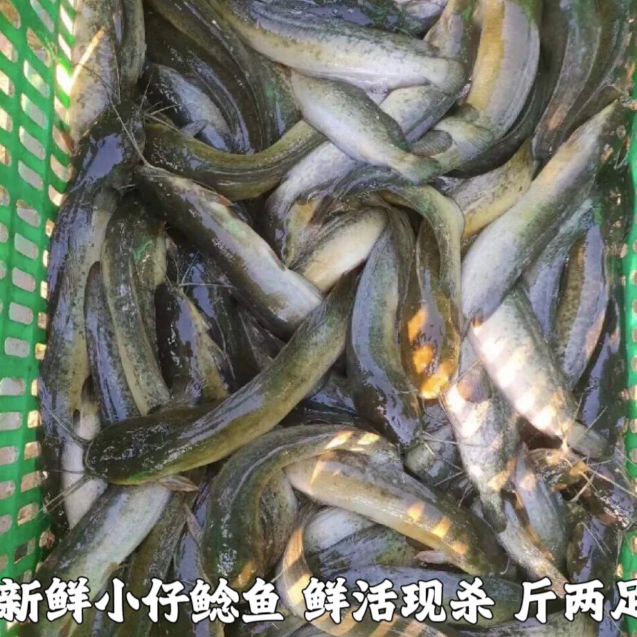 新鲜仔鲢仔鲶小鲶鱼胡子鲶大口鲶鱼本地土鲶鱼河鲶鱼淡水鱼鲜活