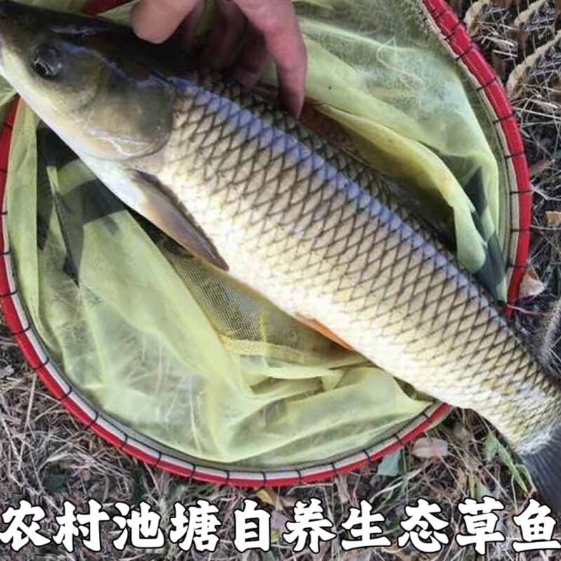 湖北宜昌新鲜草鱼鲜水产食用淡水草鱼皖鱼农家鱼塘大草鱼包邮