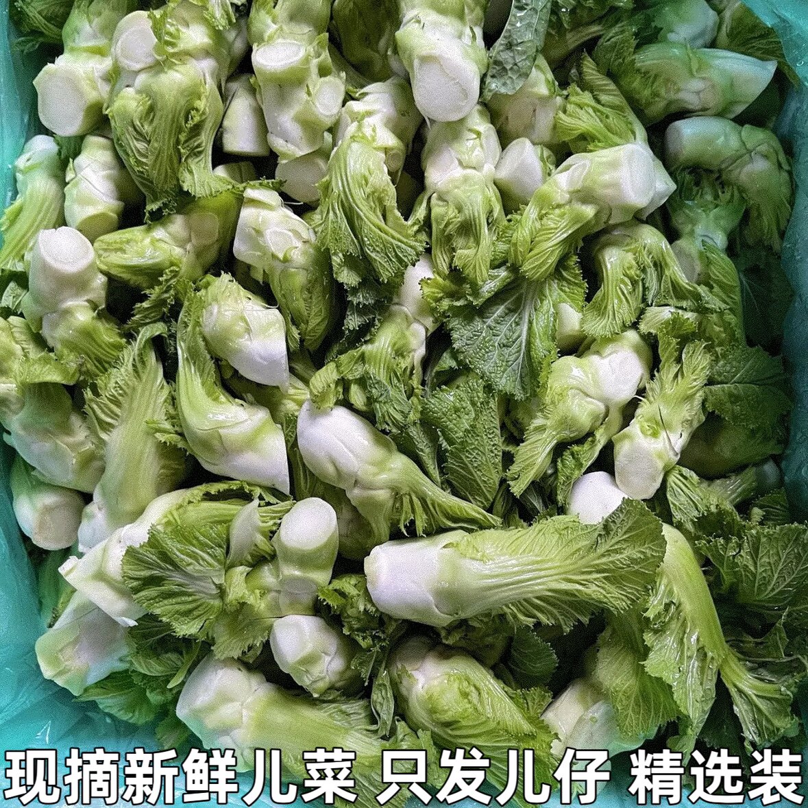 湖北新鲜儿菜食用农家自种娃娃菜整颗抱儿菜泡菜原料时令蔬菜包邮