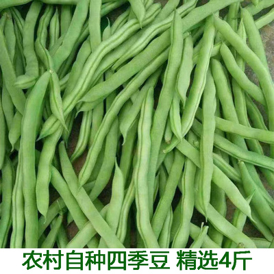 湖北新鲜蔬菜四季豆老来少