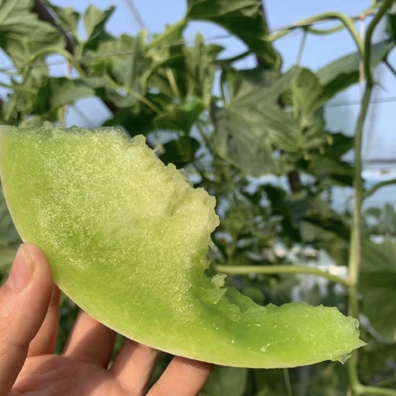 正宗玉菇甜瓜新鲜水果整箱当季香瓜蜜瓜冰淇淋瓜脆甜蜜瓜