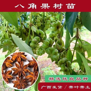 嫁接果树苗矮化高产大红八角苗南北方种植盆栽庭院地栽带土带叶