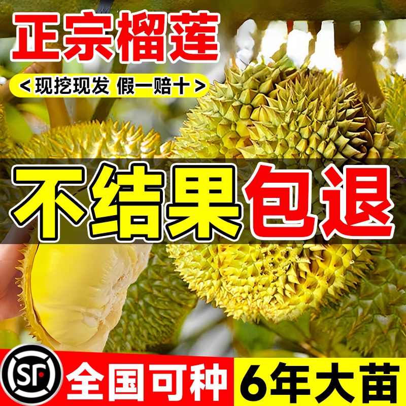广西正宗金枕榴莲树苗南北方种