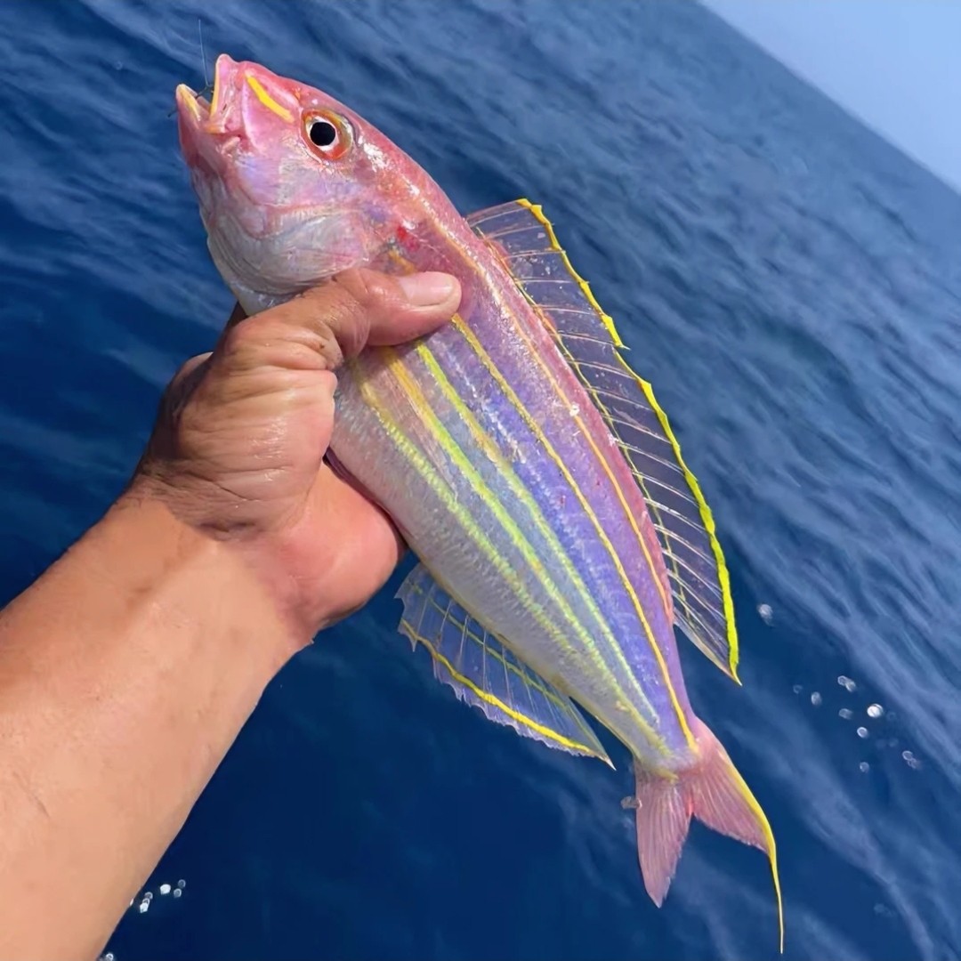 金线鱼5斤深海捕猎生鲜金丝鱼冰鲜冷冻新鲜海鱼红