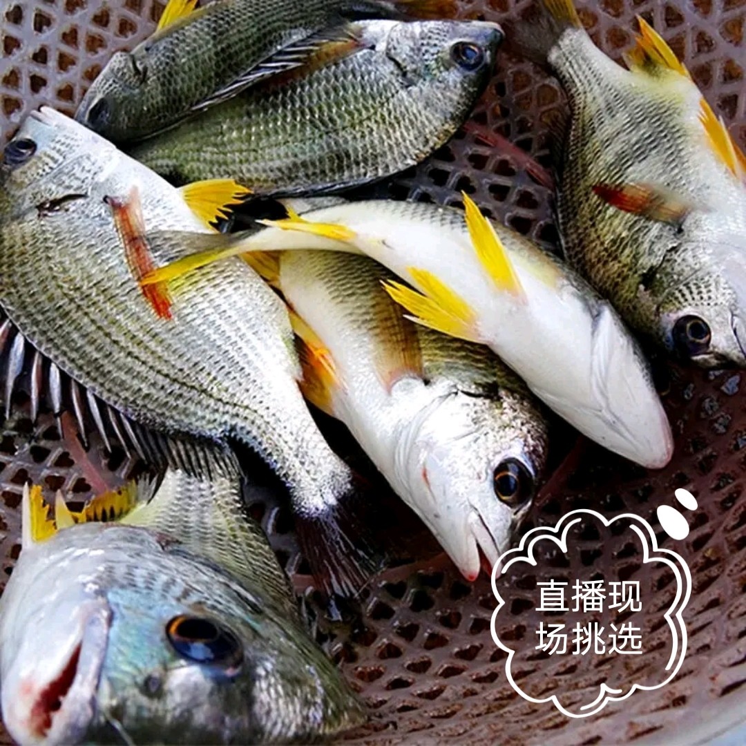 黄翅鱼5斤黄腊鱼黄脚腊海鲜水产生够当天活鱼急冻活冻生鲜海产品