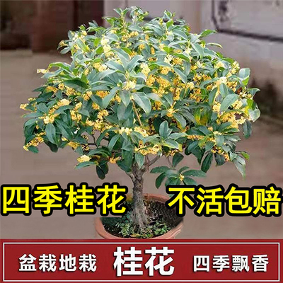 桂花树盆栽四季花卉好养