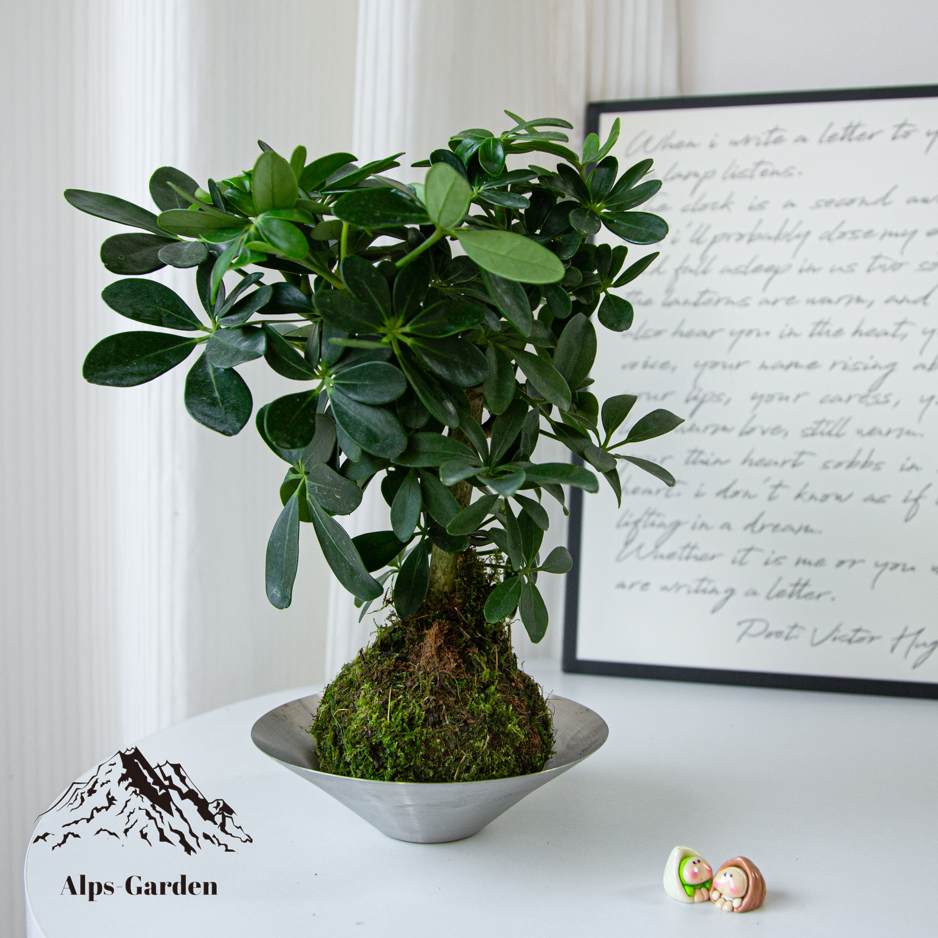 台湾鸭脚木室内耐阴绿植北欧风家居盆栽清新氛围植物八方来财苔藓