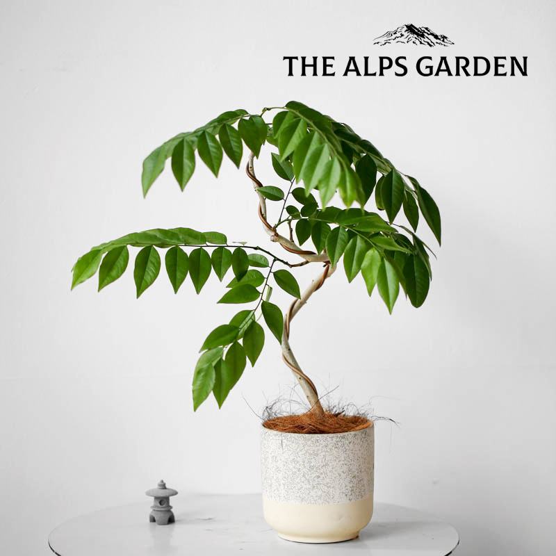 造型黄花梨盆栽四季好养活