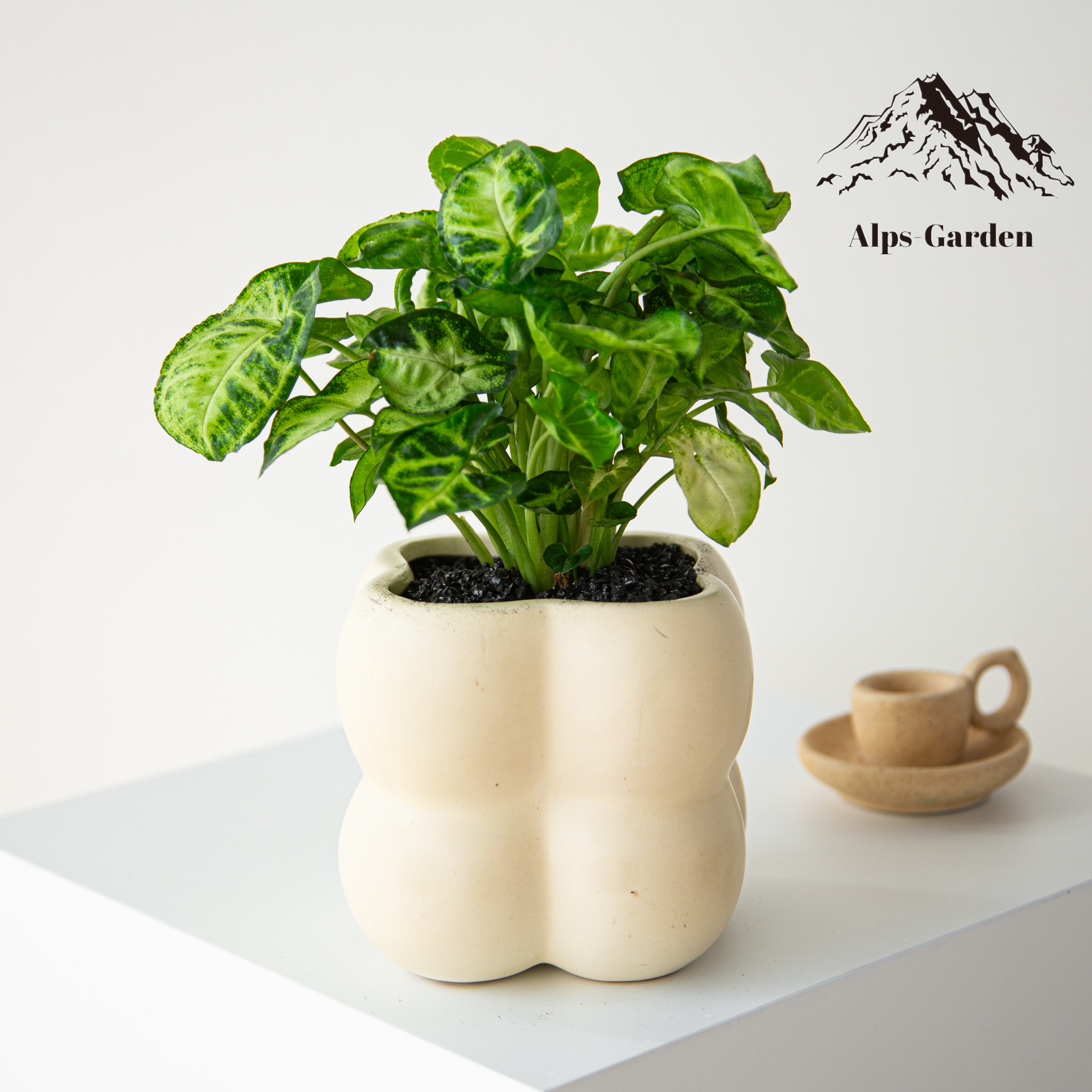 绿精灵办公室内桌面绿植花卉盆栽工位绿植节日送礼放轻松解压好养