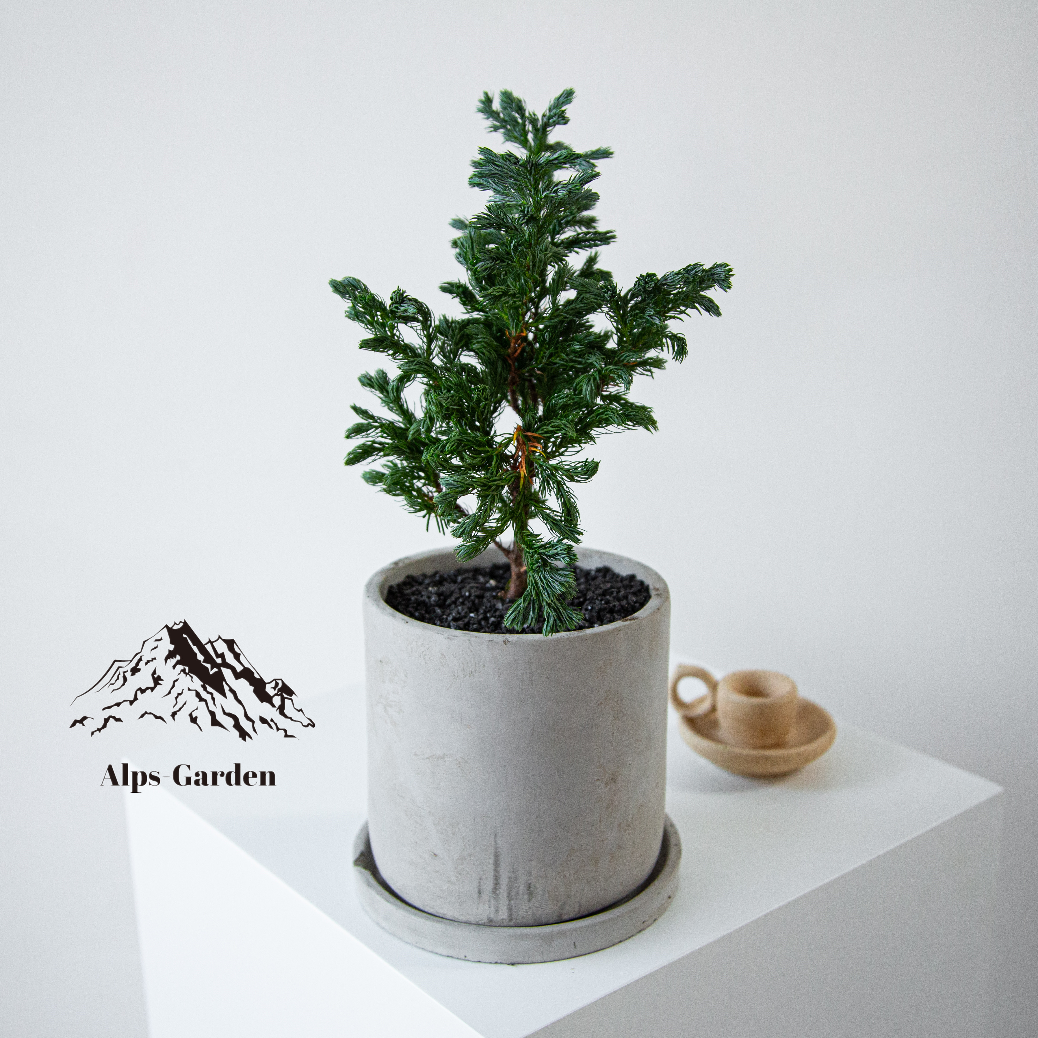 蓝松绿植放轻松植物好养活四季办公室桌面工位绿植室内盆栽