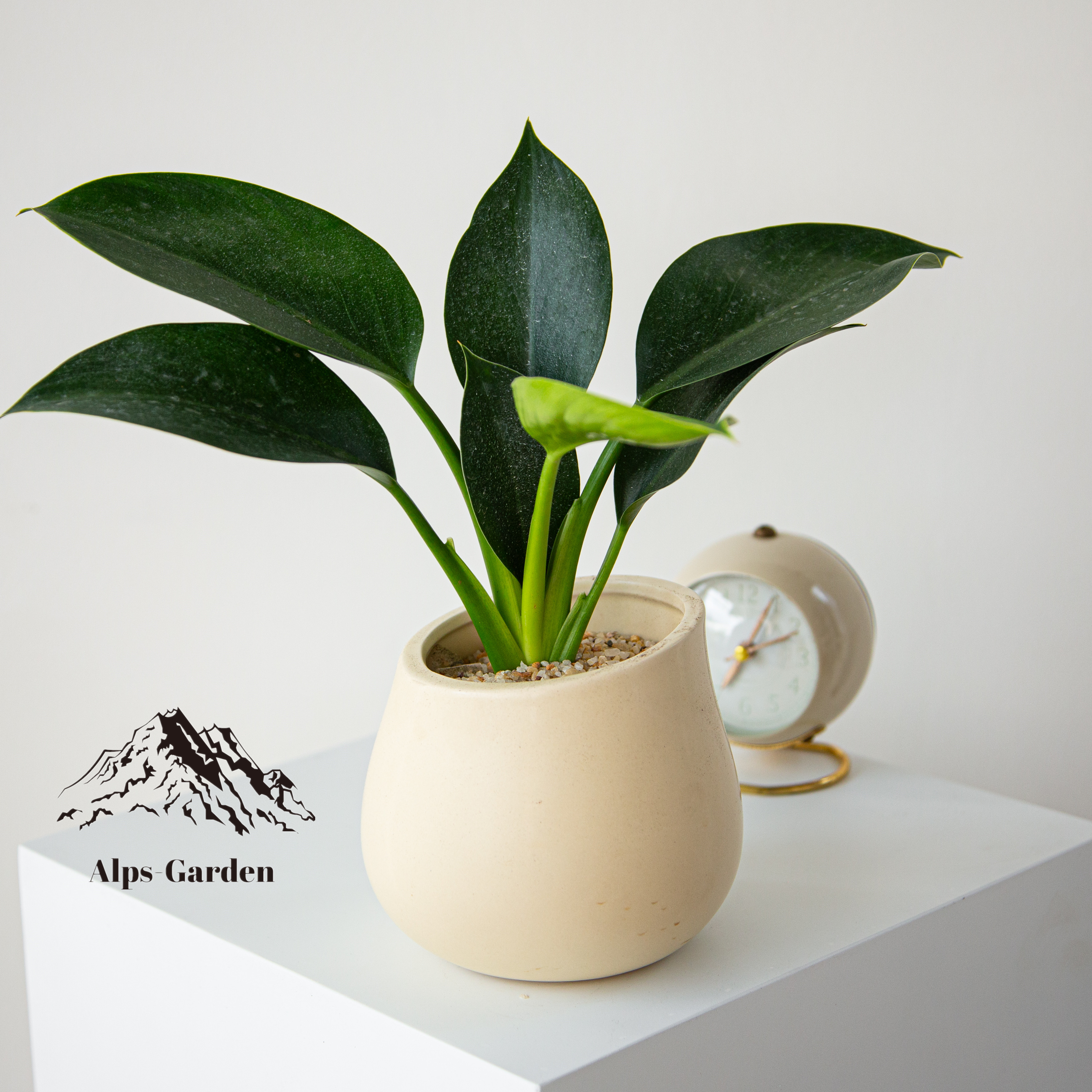 绿公主盆栽铂金钻室内花卉植物办公室桌面绿植四季常青懒人好养