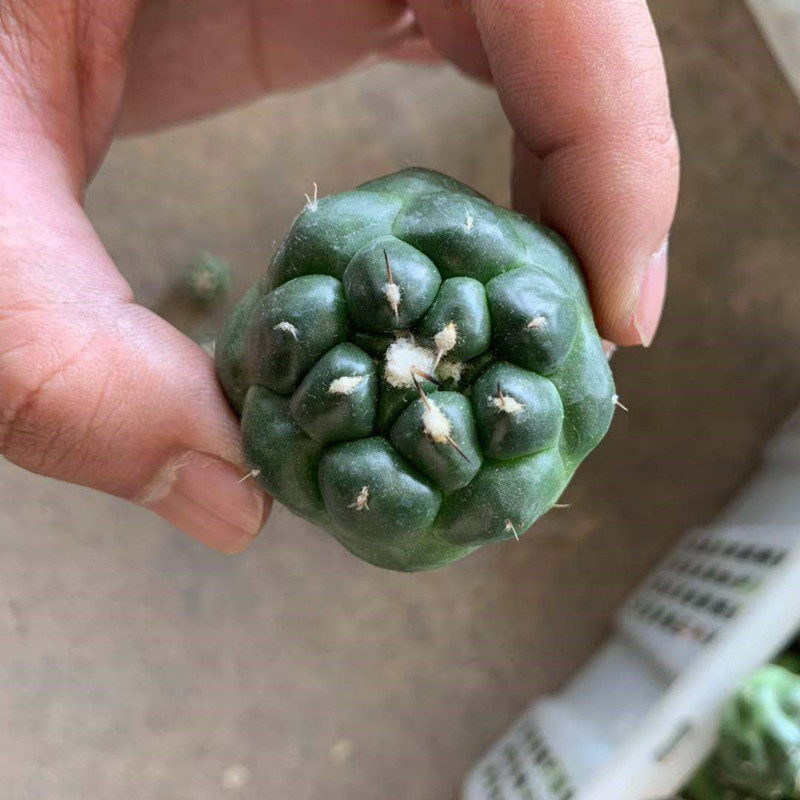 稀有无刺象牙丸开花仙人球多肉植物盆栽仙人掌科防辐射桌面