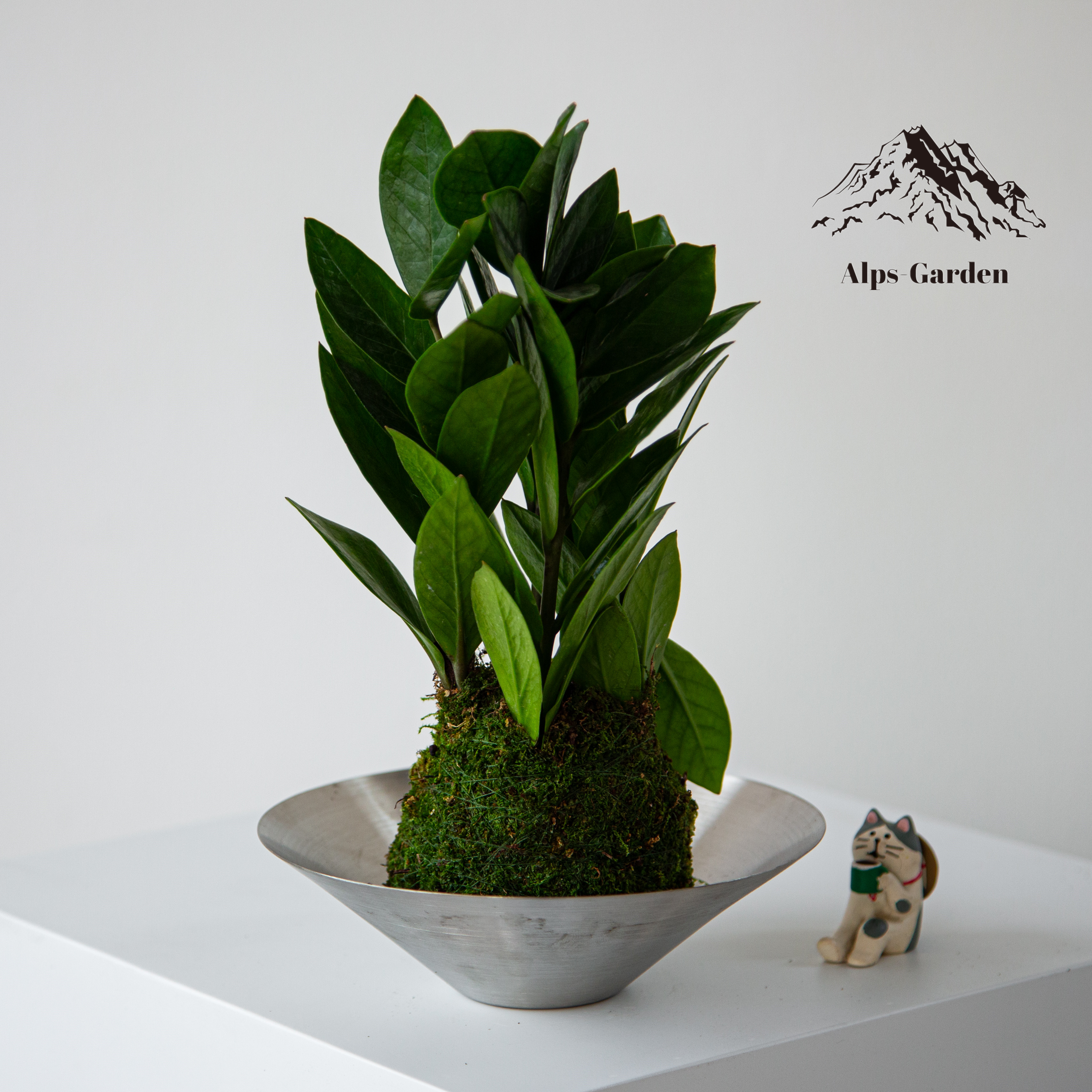 招财金钱树盆栽植物好养客厅办公室内桌面绿植净化空气四季常青