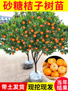 无籽沙糖橘苗橘子树砂糖橘树苗盆栽地栽桔子树苗南方果树橘子苗树