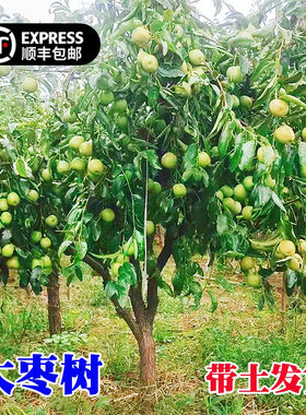 大枣树带土球沾化冬枣南北方种植