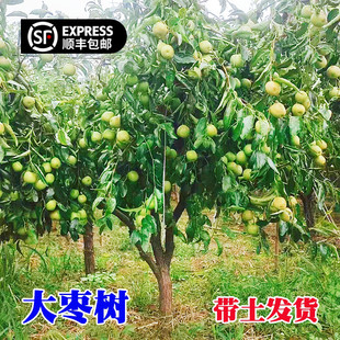 大枣树活苗带土球嫁接沾化冬枣冰糖枣南方北方种植高杆金丝枣树苗