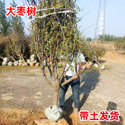 大枣树带土球沾化冬枣南北方种植