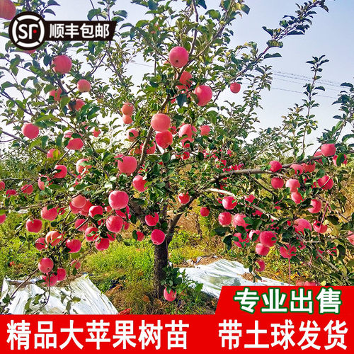 带土大苹果树苗南北方耐寒矮化