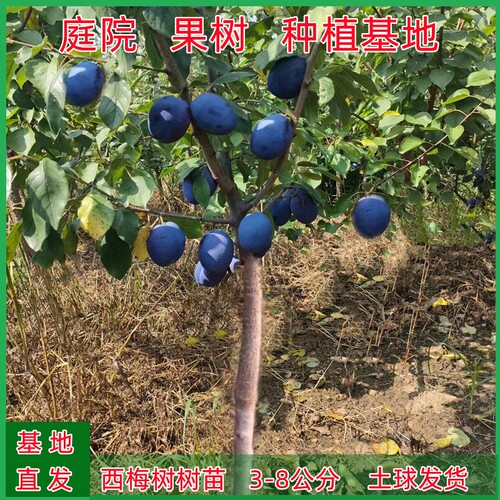 西梅树树苗特大庭院果树果苗盆栽地载南北方种植西梅树苗带土带果