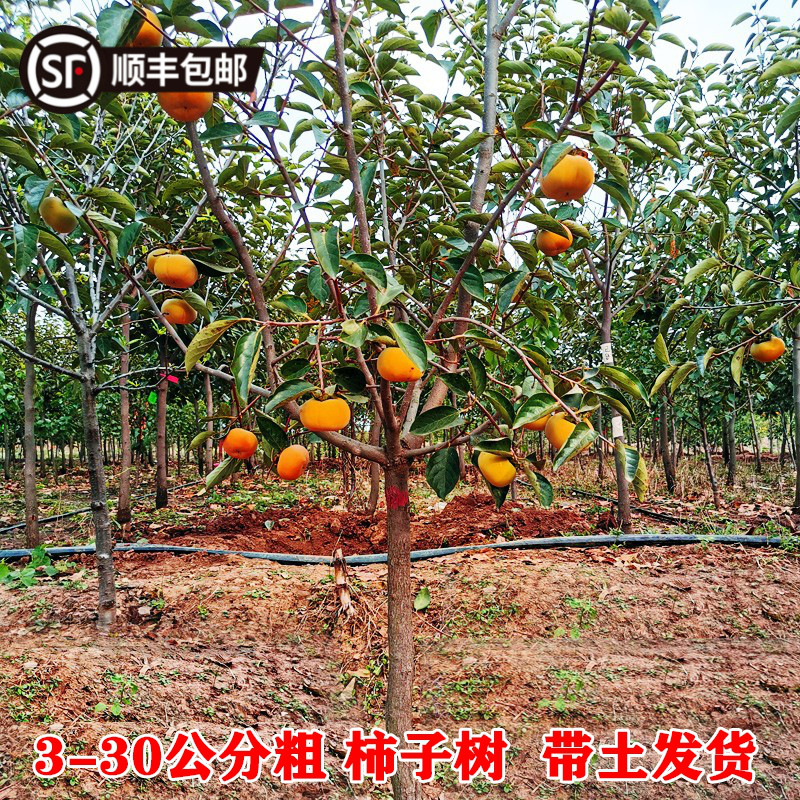 大柿子树果苗南北方种植庭院果树