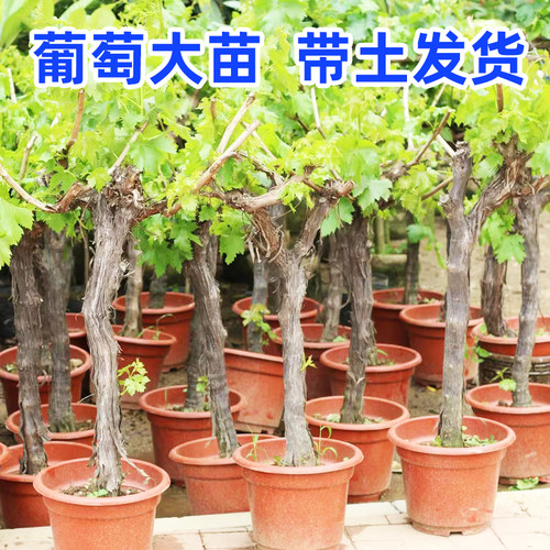 南北方种植葡萄树苗带土球