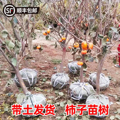 柿子树带土球特大日本脆甜柿子苗树庭院果树老桩南方北方种植果苗