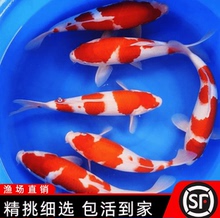 高端纯种红白锦鲤鱼苗鱼观赏风水鱼招财小型直播间专拍好养耐活