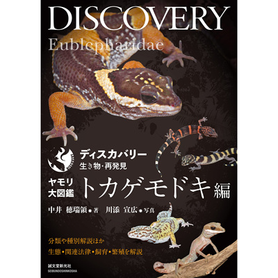 现货 Discoveryヤモリ大図鑑 壁虎百科蜥蜴饲养与繁育 中井穂瑞領