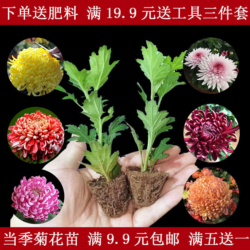 混色菊花苗雏菊乒乓菊球菊千头菊四季菊盆栽秋菊室内外绿植花卉