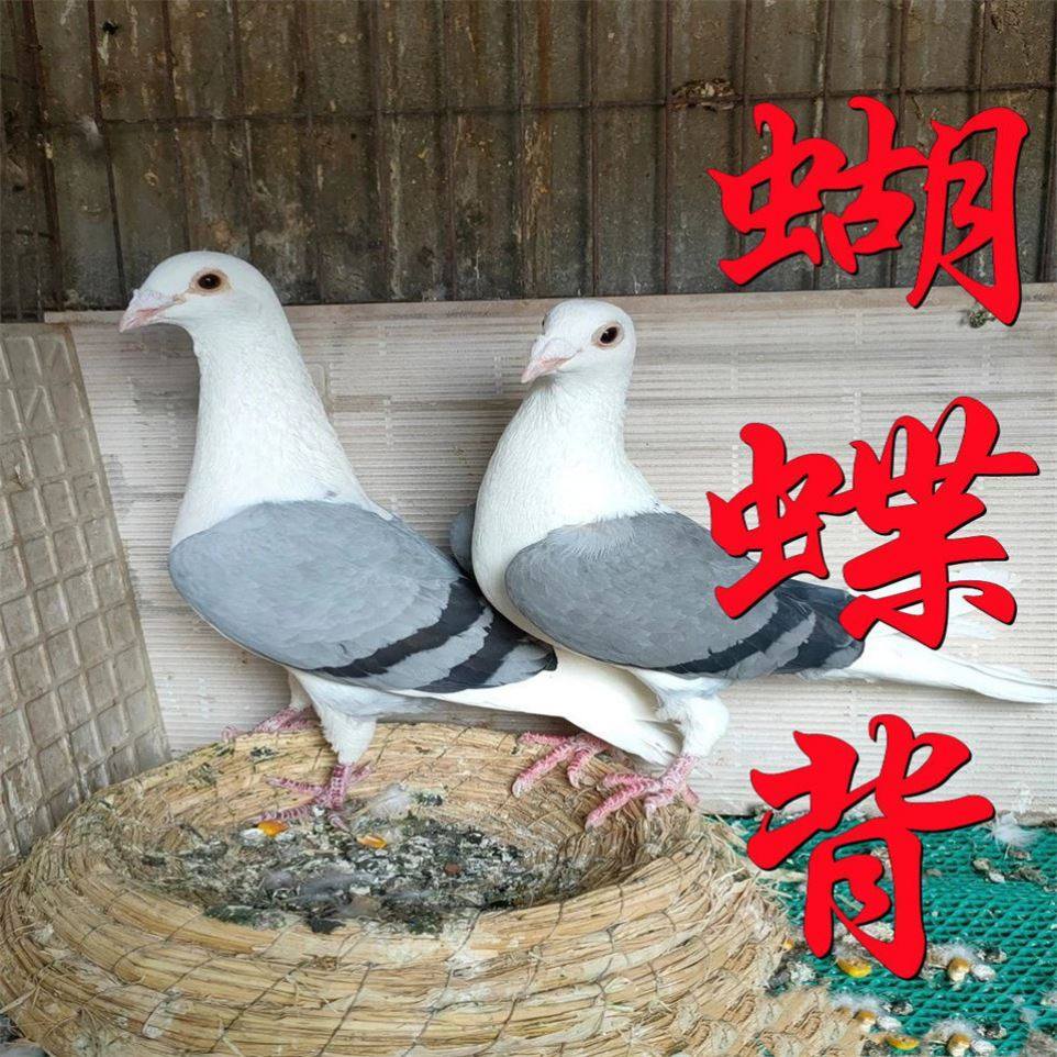 蝴蝶背信鸽观赏鸽彩背鸽子赛鸽活体蝴蝶花种鸽异色鸽子一对包邮