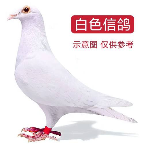 【白色信鸽】赛鸽吐尼尔血统鸽子活体公母一对成绩鸽后代包活到家