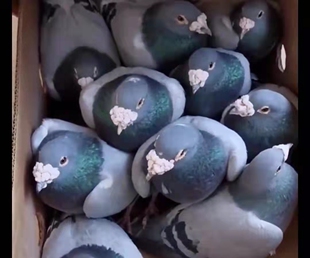 信鸽大鼻子青年子代一对参赛比赛好品种带环发货训练能飞 500公里