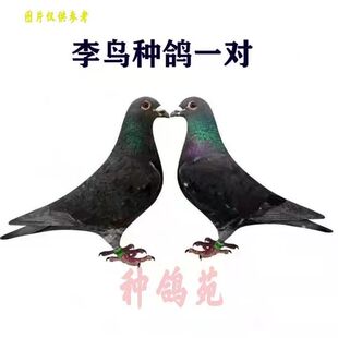 鸽子活体李鸟吴淞信鸽成绩鸽鸽吴淞活体赛鸽公棚鸽天落活物包邮