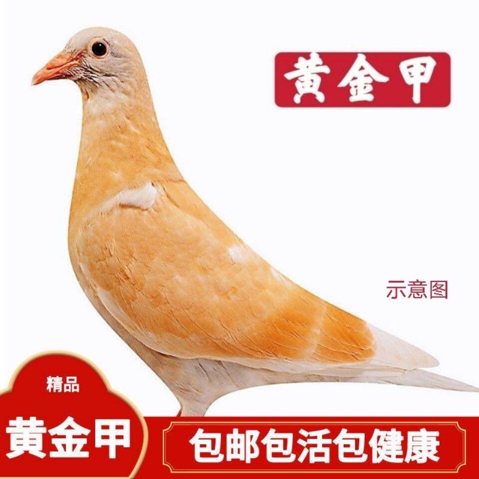 【黄金甲信鸽】异色信鸽赛鸽血统鸟