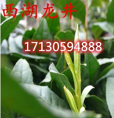 盆栽福鼎白茶绿茶龙井铁观音碧螺春黄金叶茶苗茶叶树苗大红袍迎霜