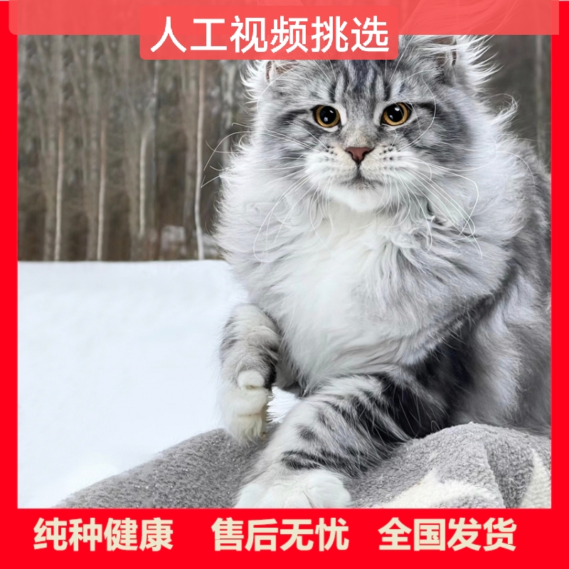 纯种缅因猫巨型大体缅因猫幼猫银虎斑缅因库恩猫挪威森林长毛猫舍